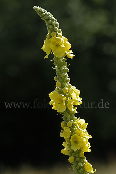 Königskerze (Verbascum spec.)