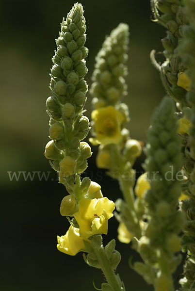 Königskerze (Verbascum spec.)