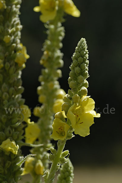 Königskerze (Verbascum spec.)