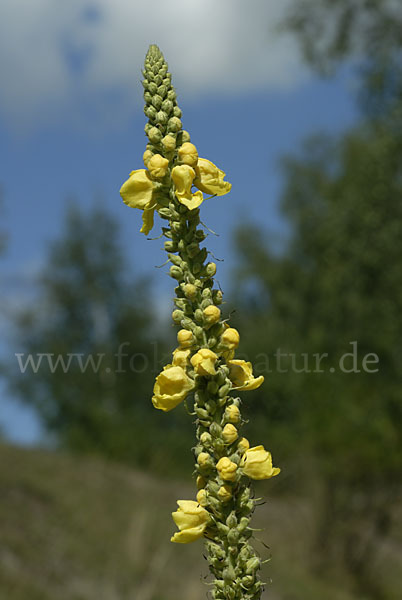 Königskerze (Verbascum spec.)