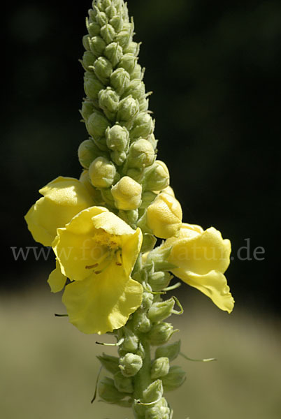 Königskerze (Verbascum spec.)