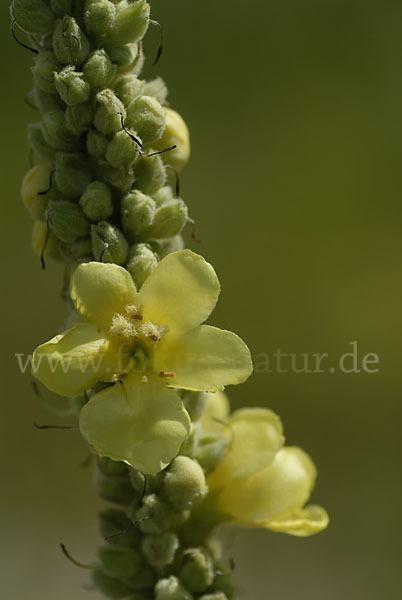 Königskerze (Verbascum spec.)