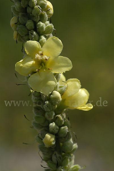 Königskerze (Verbascum spec.)