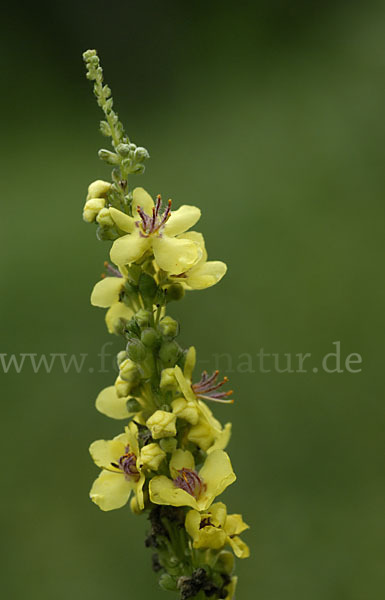 Königskerze (Verbascum spec.)