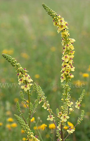 Königskerze (Verbascum spec.)