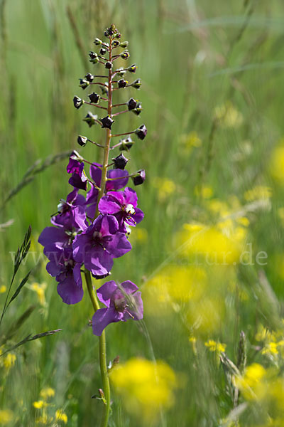 Königskerze (Verbascum spec.)