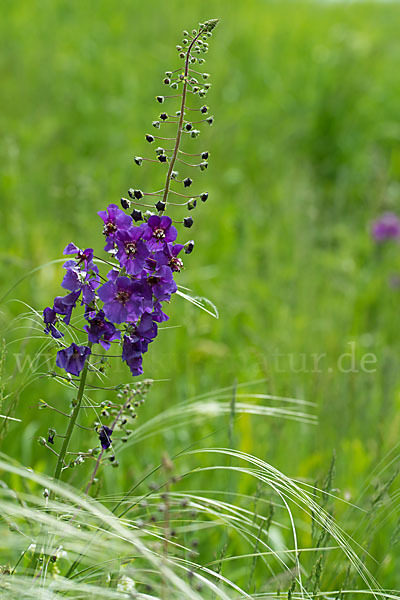 Königskerze (Verbascum spec.)