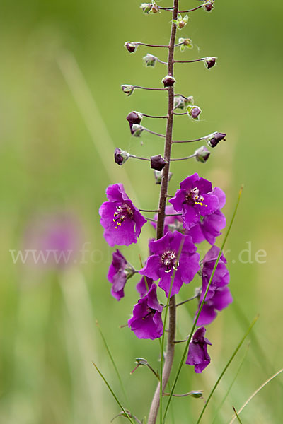 Königskerze (Verbascum spec.)