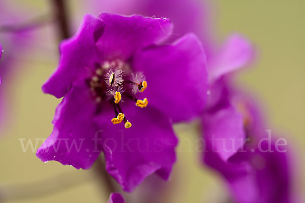 Königskerze (Verbascum spec.)