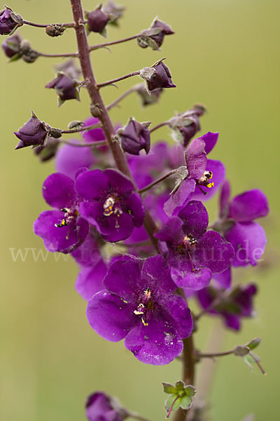 Königskerze (Verbascum spec.)