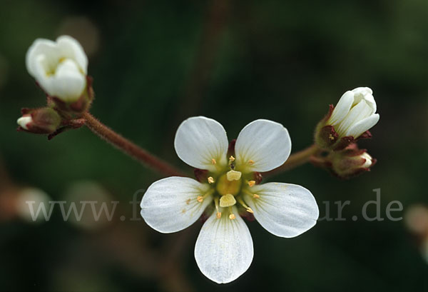 Körnchen-Steinbrech (Saxifraga granulata)