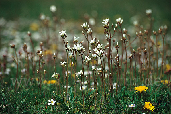 Körnchen-Steinbrech (Saxifraga granulata)