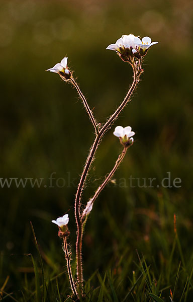 Körnchen-Steinbrech (Saxifraga granulata)