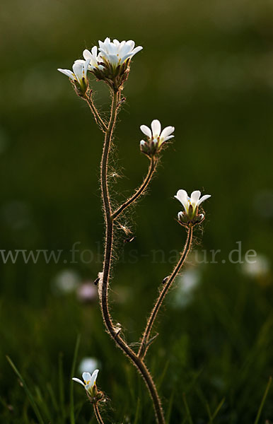 Körnchen-Steinbrech (Saxifraga granulata)