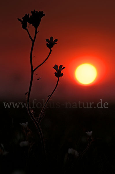 Körnchen-Steinbrech (Saxifraga granulata)