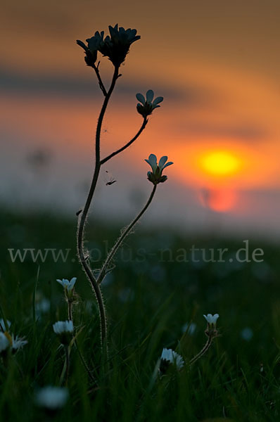 Körnchen-Steinbrech (Saxifraga granulata)