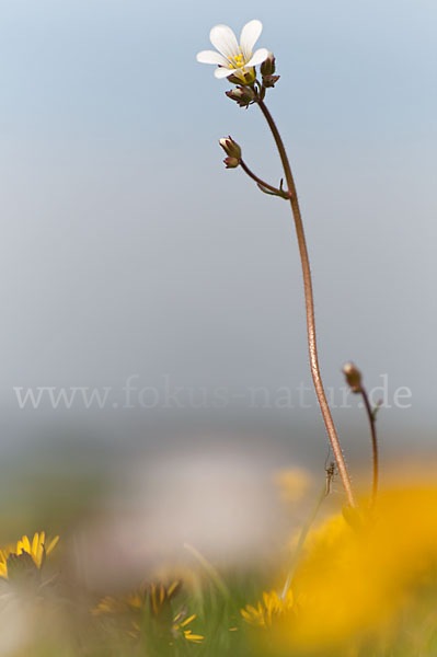 Körnchen-Steinbrech (Saxifraga granulata)