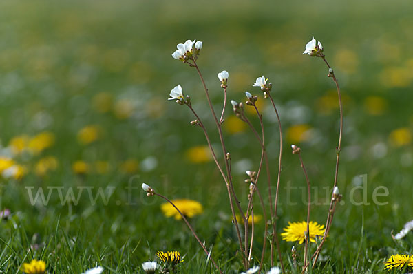 Körnchen-Steinbrech (Saxifraga granulata)