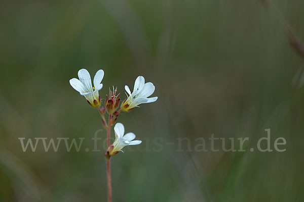 Körnchen-Steinbrech (Saxifraga granulata)