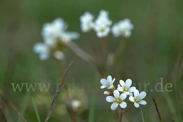 Körnchen-Steinbrech (Saxifraga granulata)