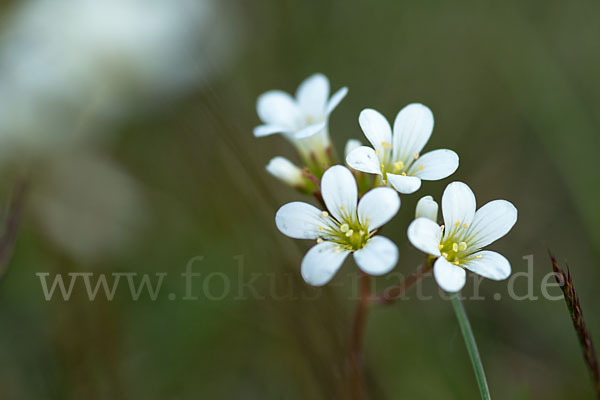 Körnchen-Steinbrech (Saxifraga granulata)