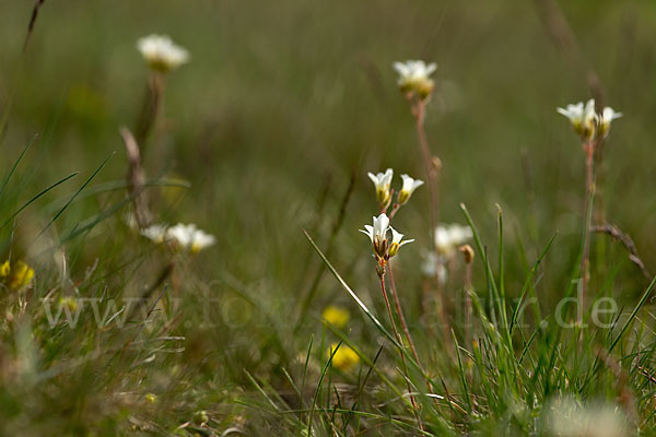 Körnchen-Steinbrech (Saxifraga granulata)