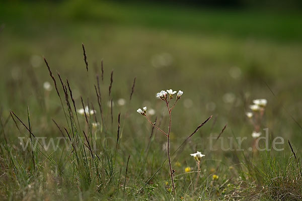 Körnchen-Steinbrech (Saxifraga granulata)