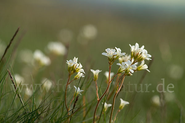 Körnchen-Steinbrech (Saxifraga granulata)