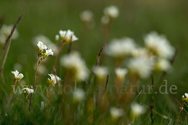 Körnchen-Steinbrech (Saxifraga granulata)