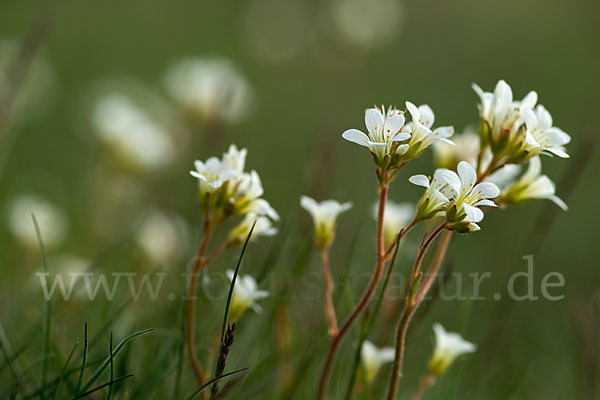 Körnchen-Steinbrech (Saxifraga granulata)