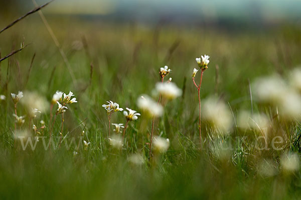 Körnchen-Steinbrech (Saxifraga granulata)