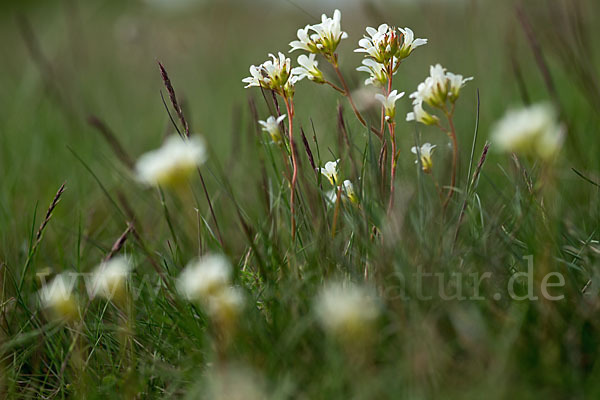 Körnchen-Steinbrech (Saxifraga granulata)