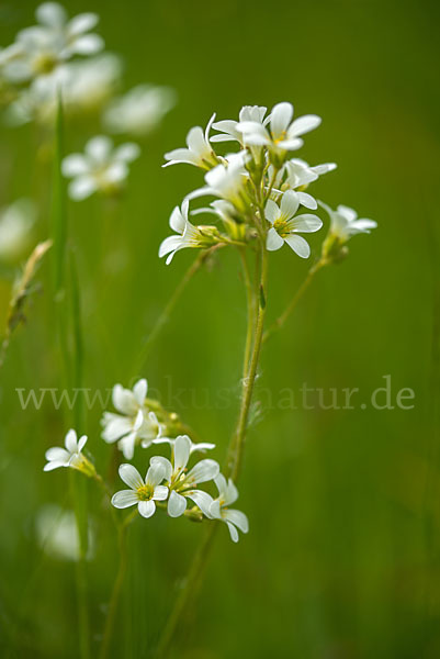 Körnchen-Steinbrech (Saxifraga granulata)