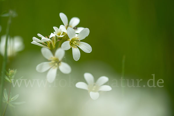 Körnchen-Steinbrech (Saxifraga granulata)