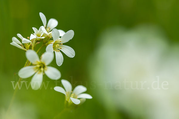 Körnchen-Steinbrech (Saxifraga granulata)