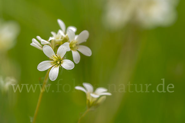 Körnchen-Steinbrech (Saxifraga granulata)