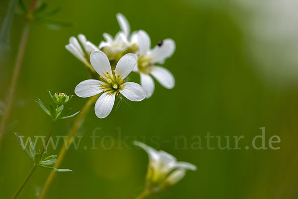 Körnchen-Steinbrech (Saxifraga granulata)