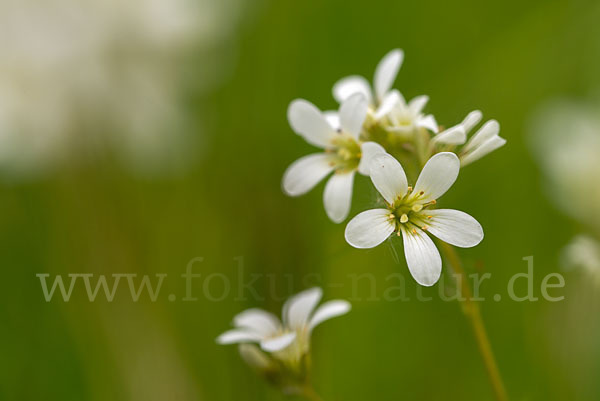 Körnchen-Steinbrech (Saxifraga granulata)