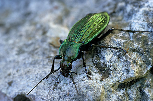 Körnerwarze (Carabus cancellatus)