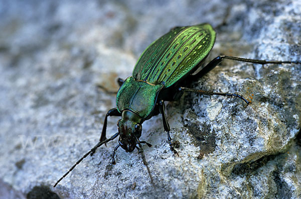 Körnerwarze (Carabus cancellatus)