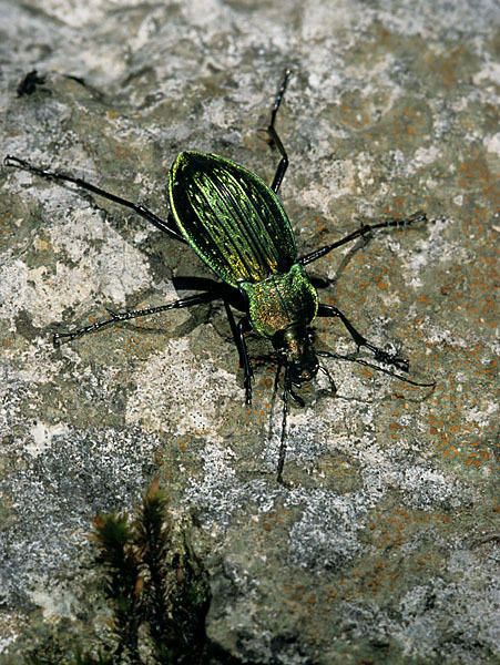 Körnerwarze (Carabus cancellatus)