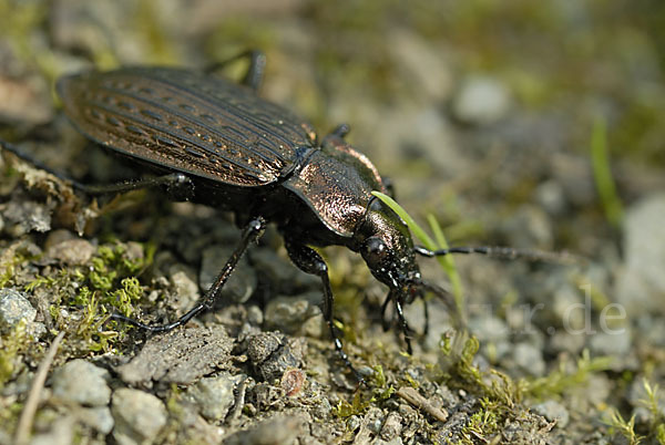 Körniger Laufkäfer (Carabus granulatus)