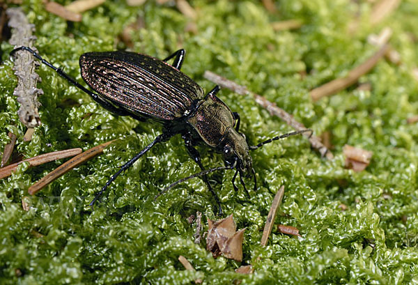 Körniger Laufkäfer (Carabus granulatus)