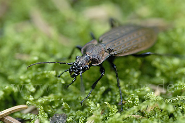 Körniger Laufkäfer (Carabus granulatus)