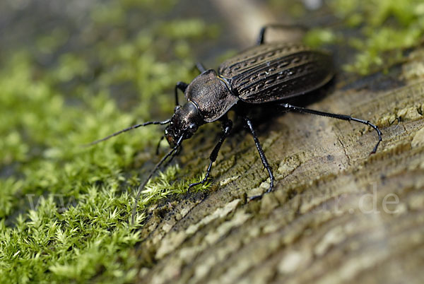 Körniger Laufkäfer (Carabus granulatus)