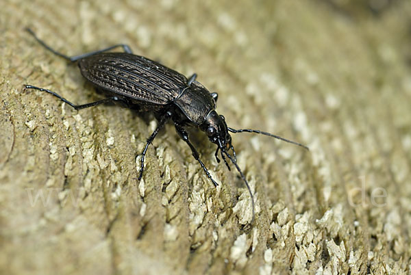 Körniger Laufkäfer (Carabus granulatus)