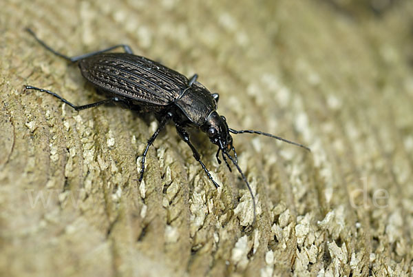 Körniger Laufkäfer (Carabus granulatus)