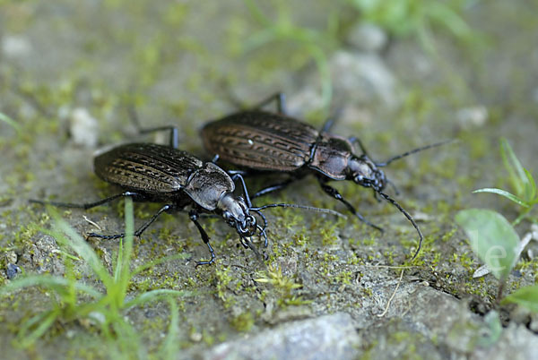 Körniger Laufkäfer (Carabus granulatus)