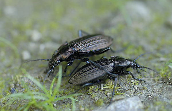 Körniger Laufkäfer (Carabus granulatus)