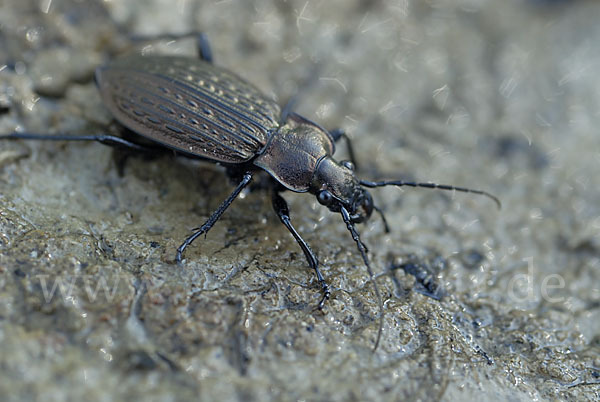 Körniger Laufkäfer (Carabus granulatus)